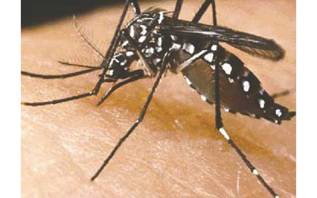 Kiasi? Top 12 Singapore Mosquito Myths You Should Know. [continued]