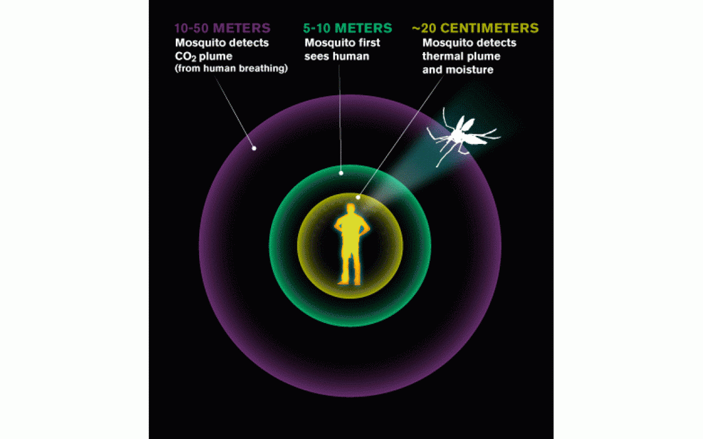 How do mosquitoes find us? Thinking like a mosquito.