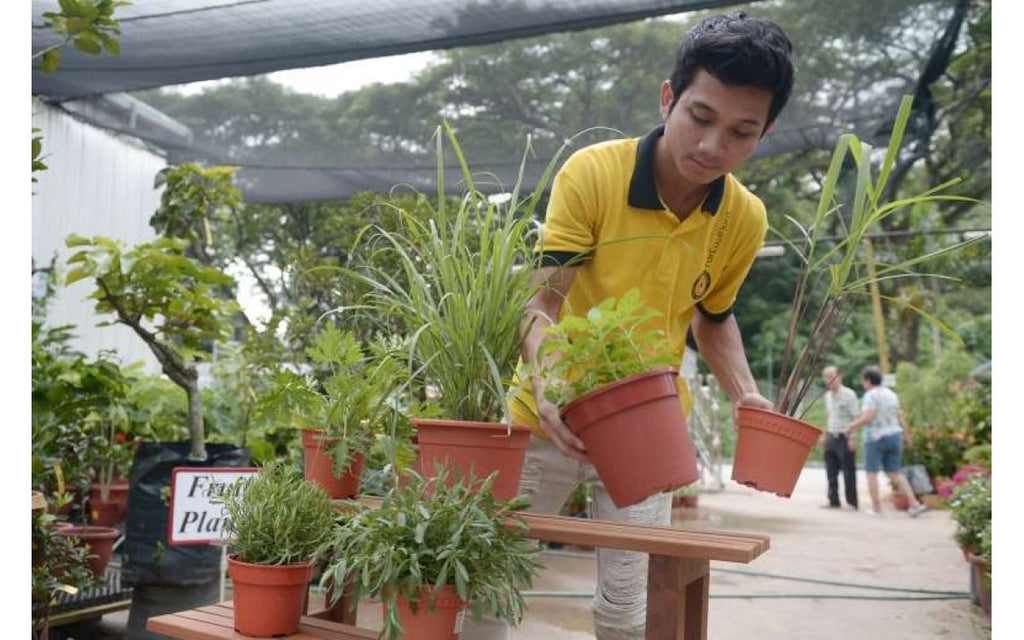 WILL THAT PANDAN POT HELP YOU REPEL MOSQUITOES?